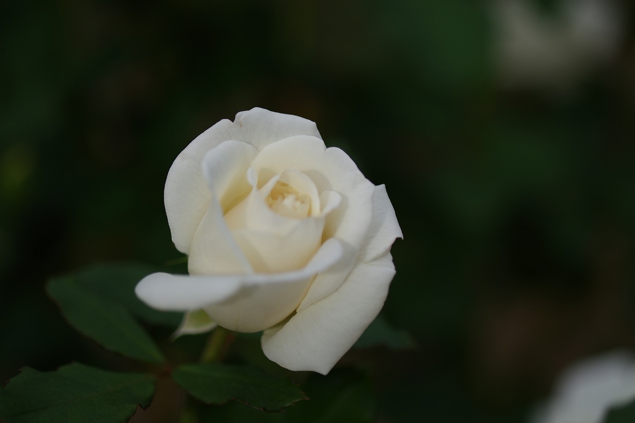 群馬県前橋市の敷島公園のバラ園