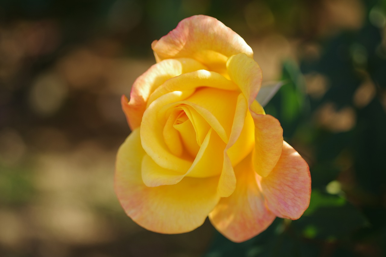 栃木県足利市のあしかがフラワーパークの花々