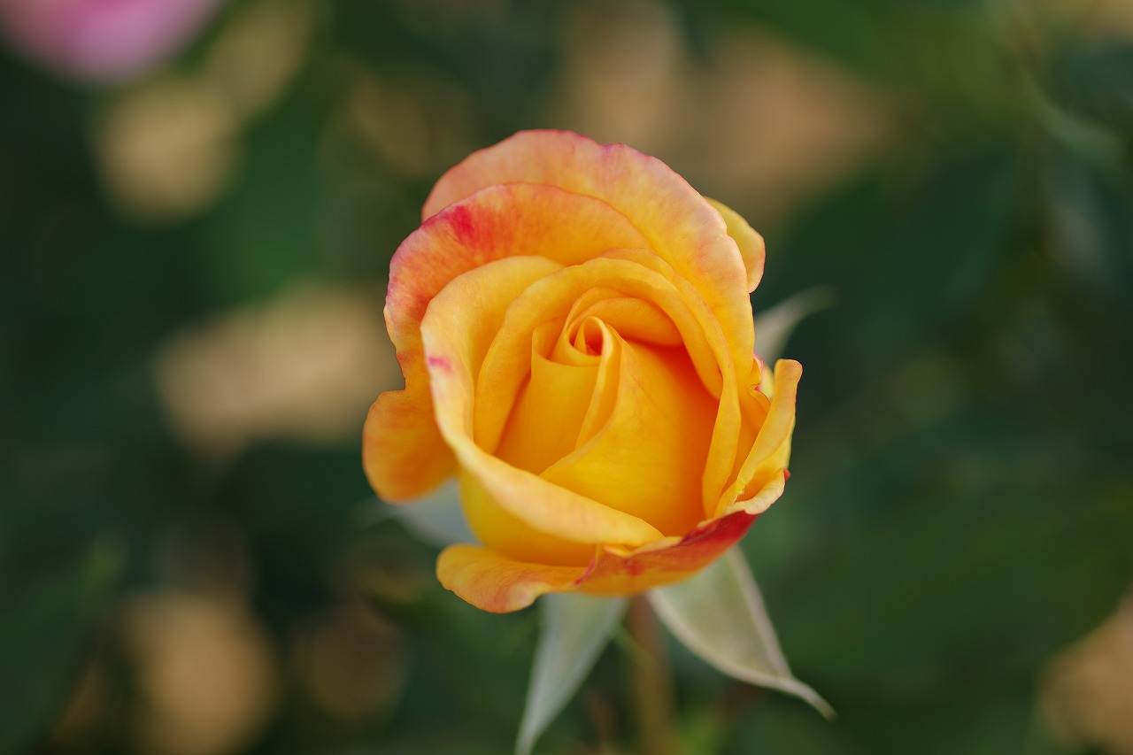 栃木県足利市のあしかがフラワーパークの花々
