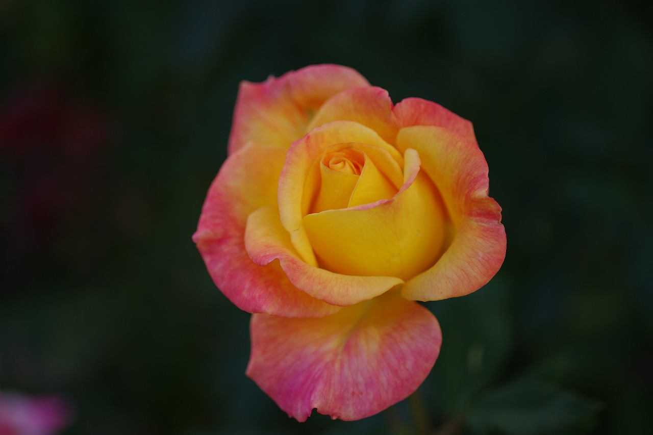 栃木県足利市のあしかがフラワーパークの花々