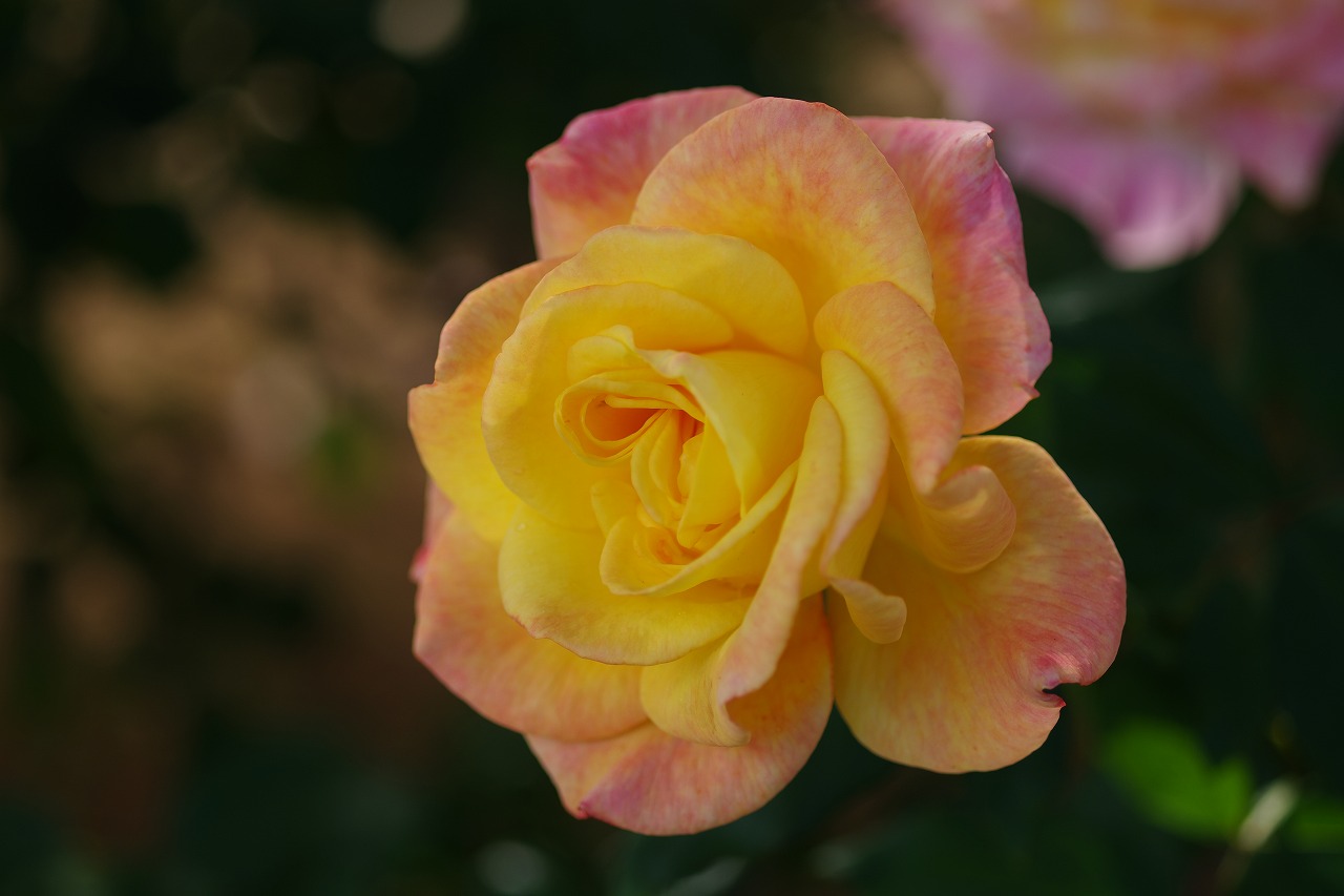 栃木県足利市のあしかがフラワーパークの花々