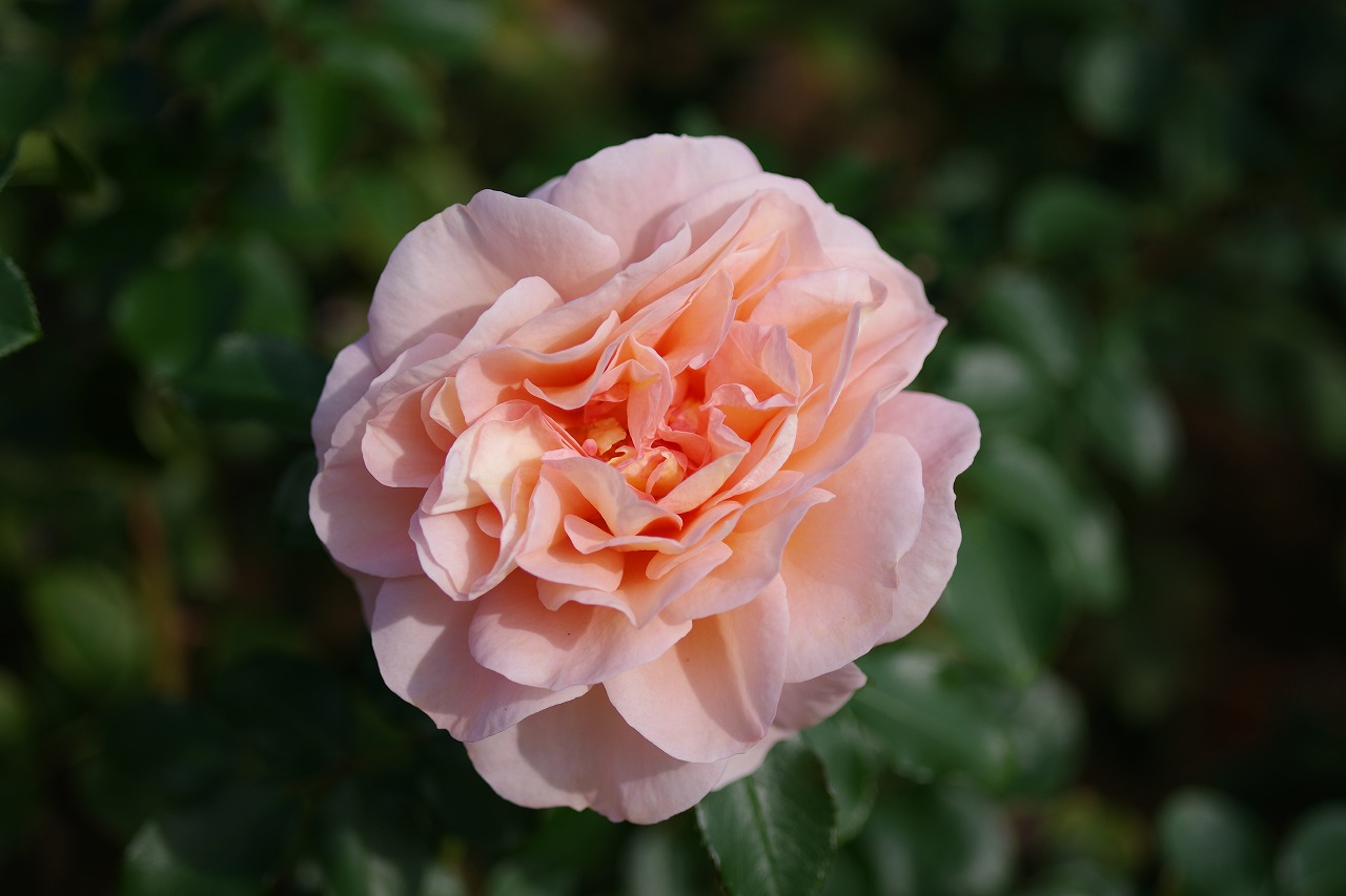 栃木県足利市のあしかがフラワーパークの花々