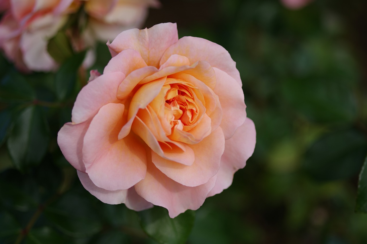 栃木県足利市のあしかがフラワーパークの花々