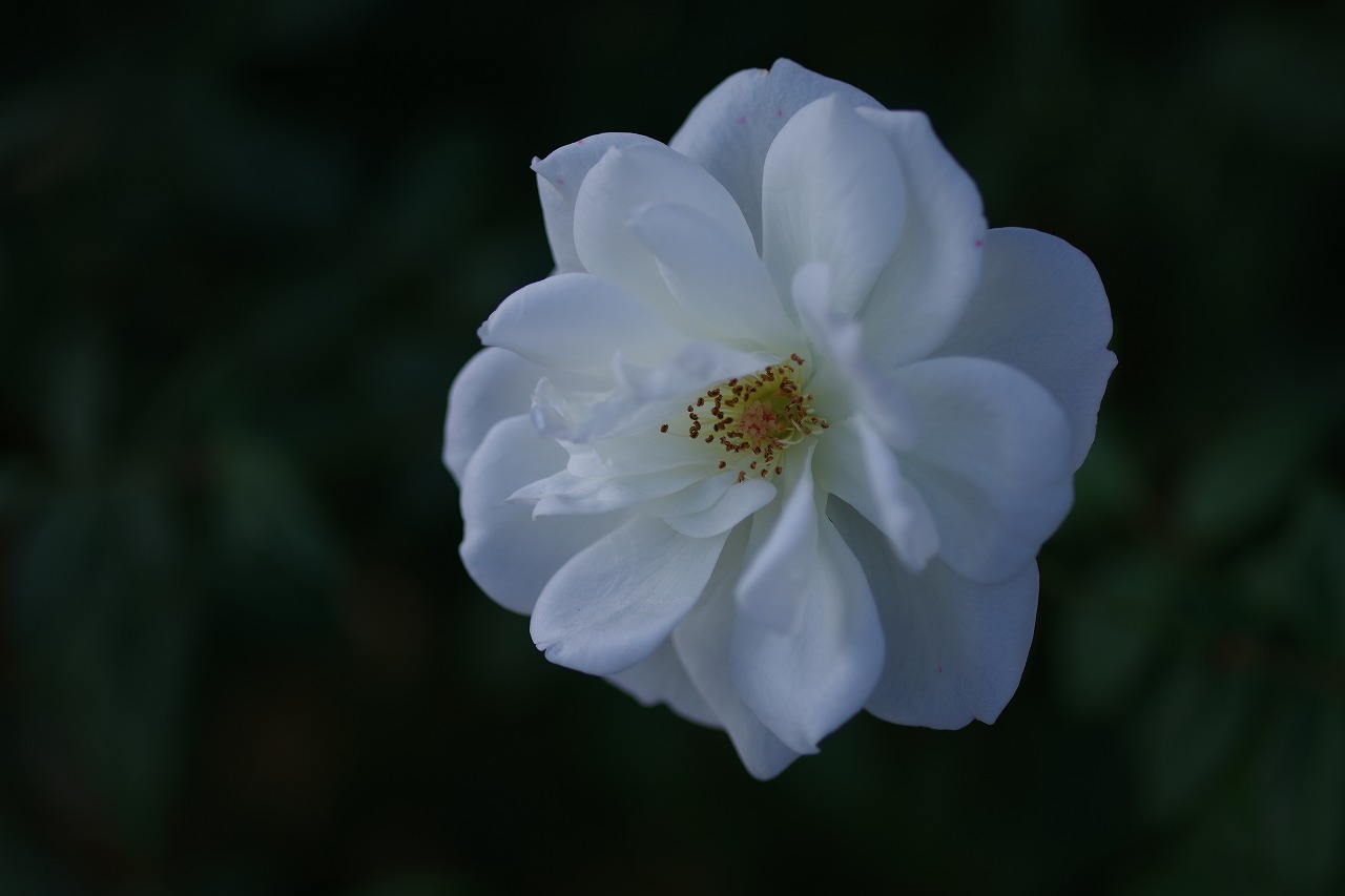 栃木県足利市のあしかがフラワーパークの花々