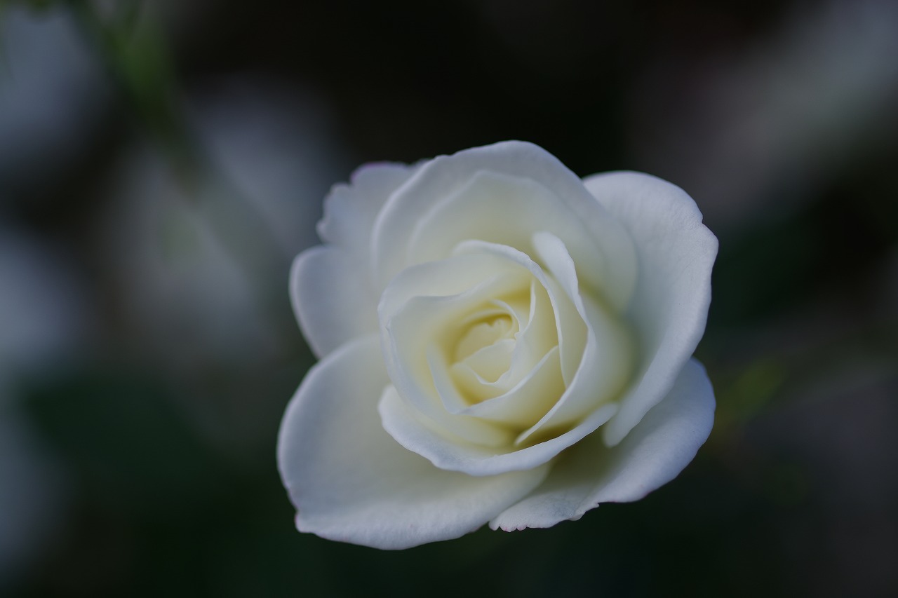 栃木県足利市のあしかがフラワーパークの花々