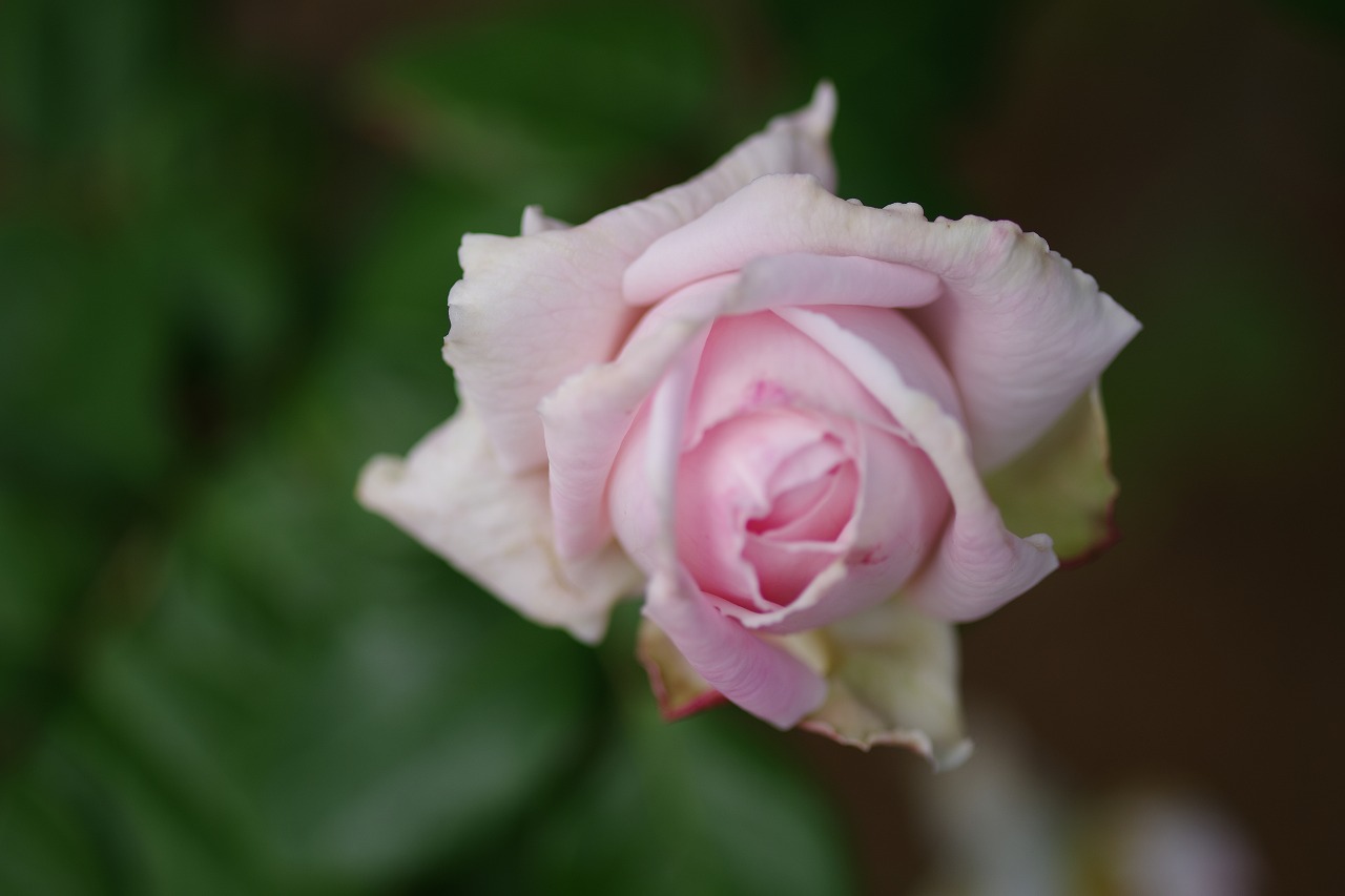 栃木県足利市のあしかがフラワーパークの花々