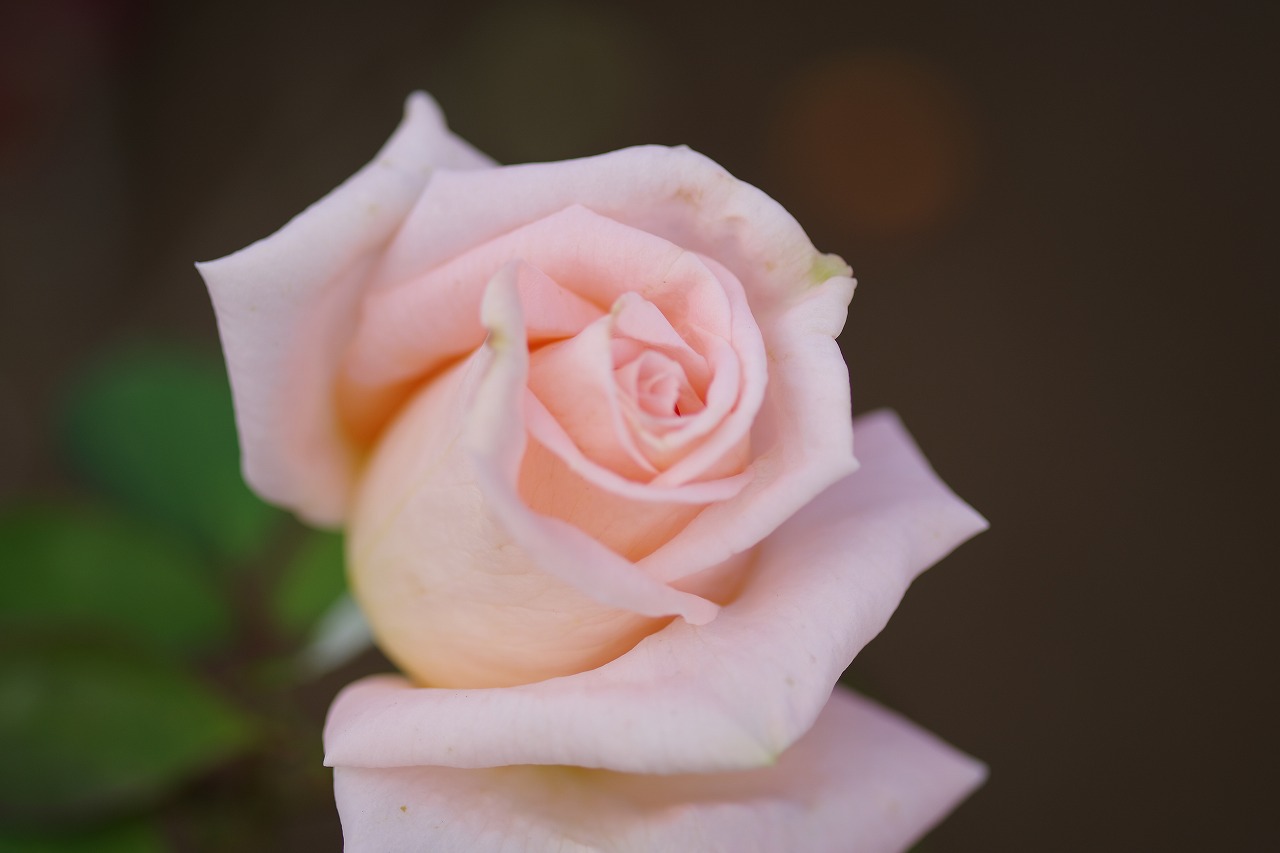 栃木県足利市のあしかがフラワーパークの花々