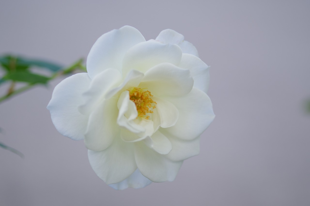 栃木県足利市のあしかがフラワーパークの花々