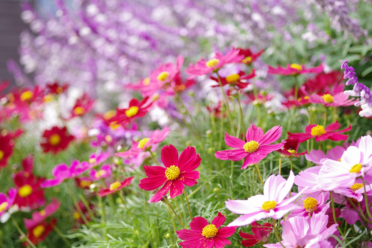 栃木県足利市のあしかがフラワーパークの花々