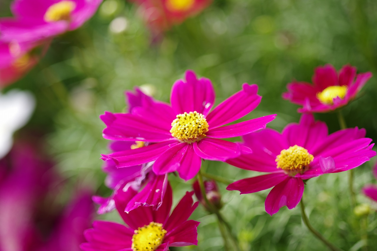 栃木県足利市のあしかがフラワーパークの花々