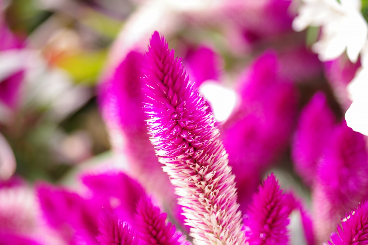 栃木県足利市のあしかがフラワーパークの花々