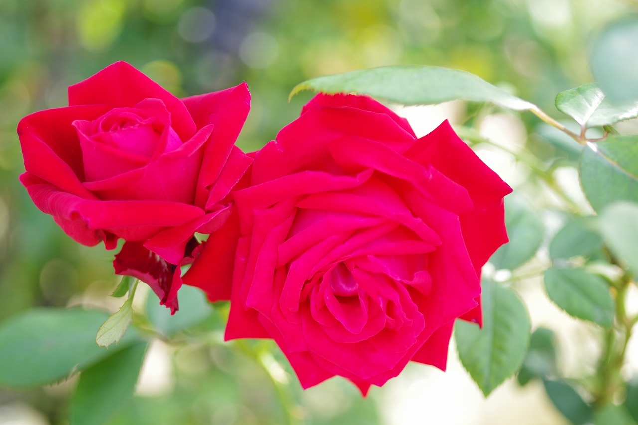 栃木県足利市のあしかがフラワーパークの花々