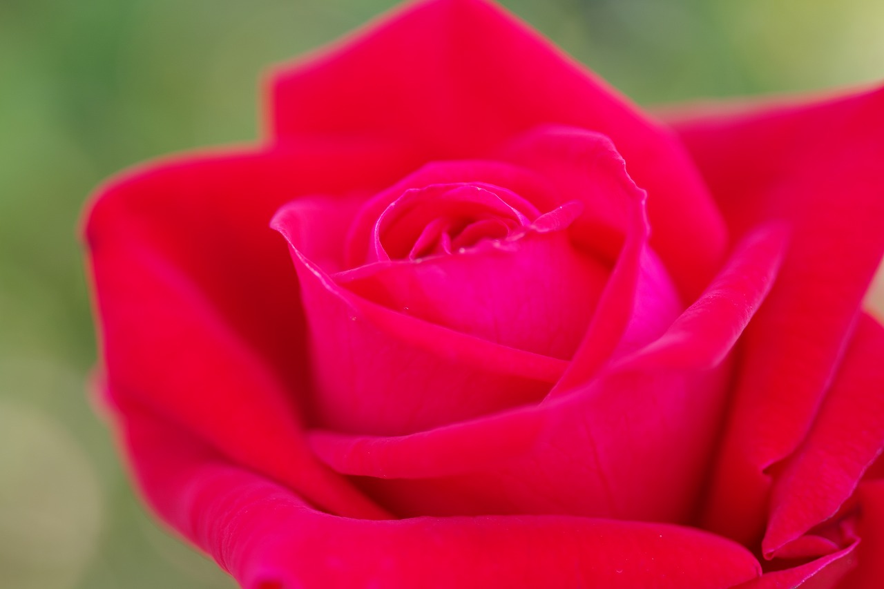 栃木県足利市のあしかがフラワーパークの花々