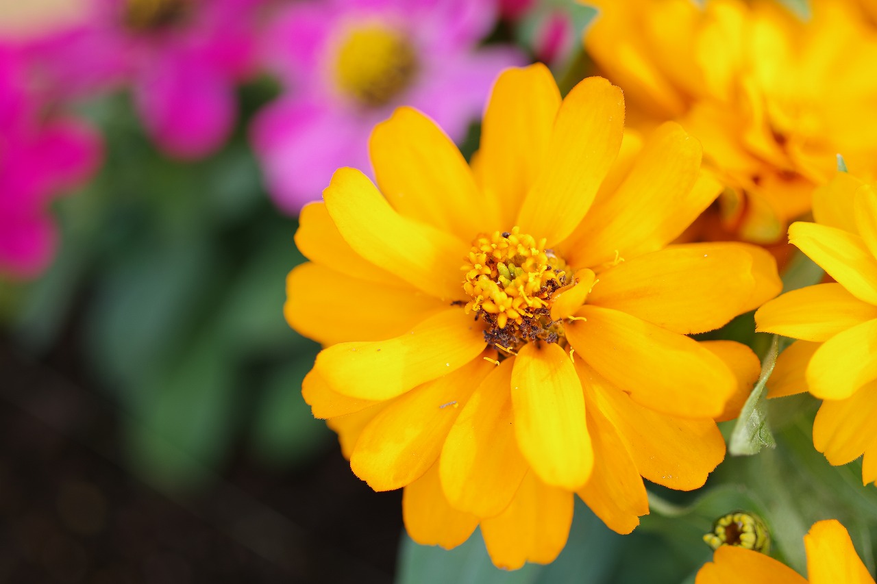 栃木県足利市のあしかがフラワーパークの花々