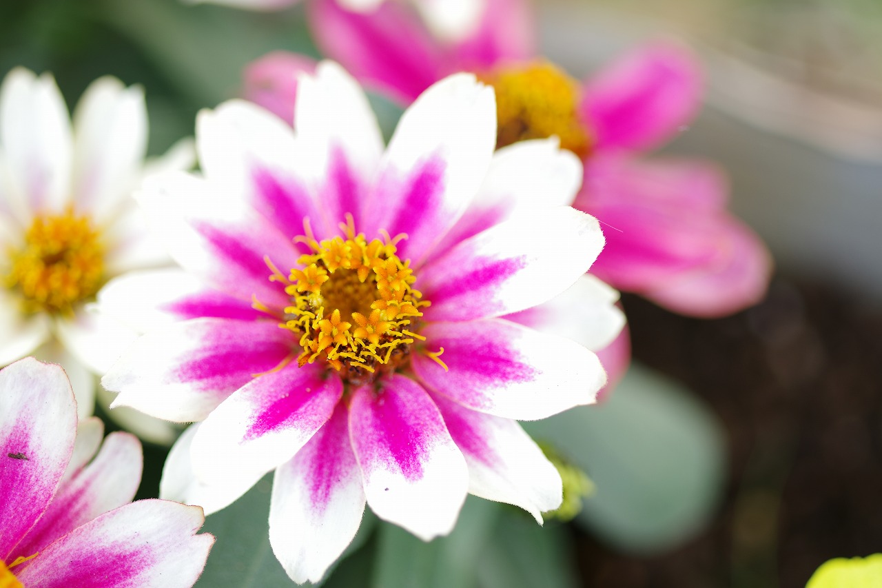 栃木県足利市のあしかがフラワーパークの花々