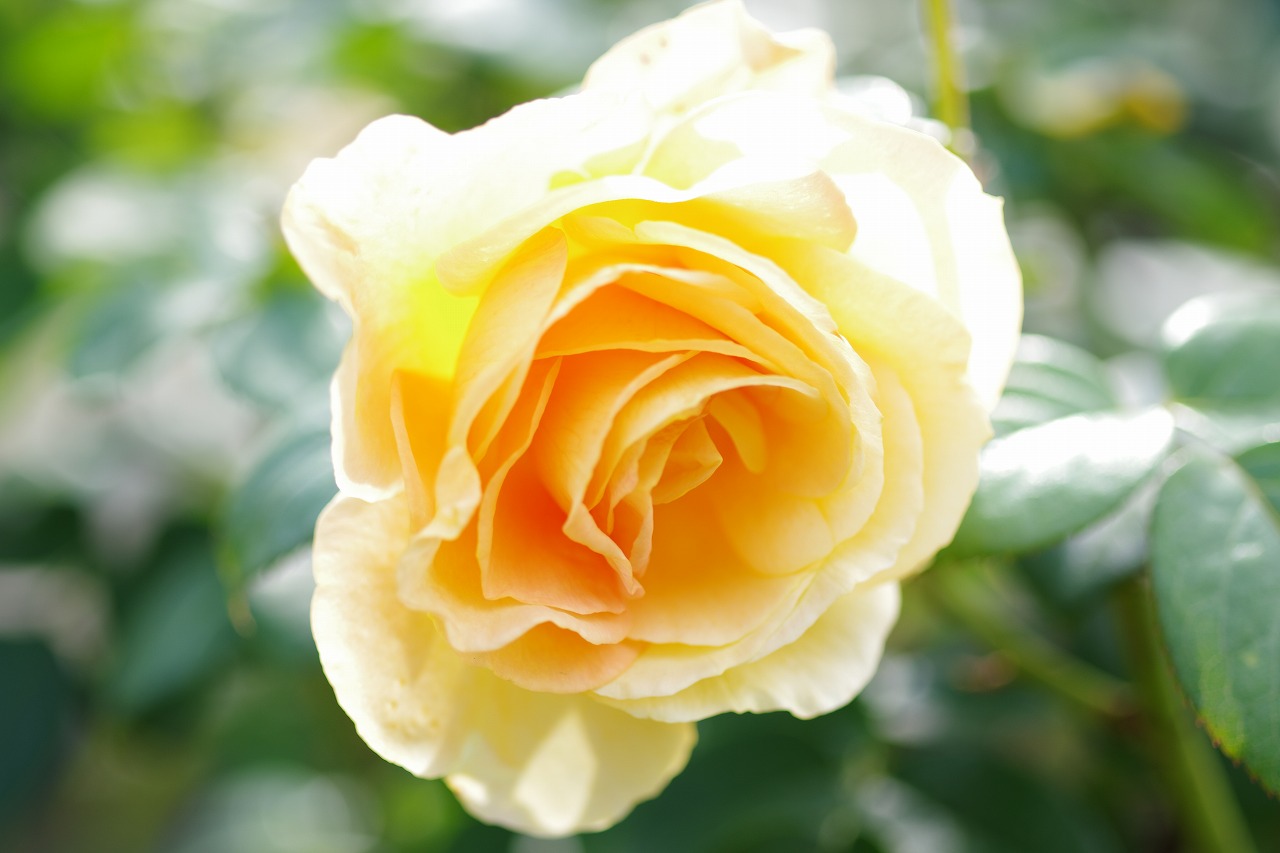 栃木県足利市のあしかがフラワーパークの花々