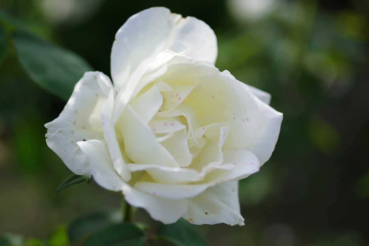 栃木県足利市のあしかがフラワーパークの花々
