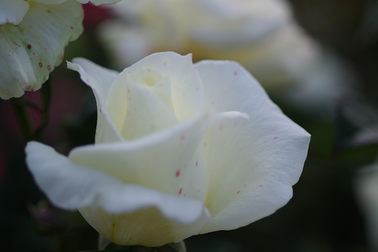 栃木県足利市のあしかがフラワーパークの花々