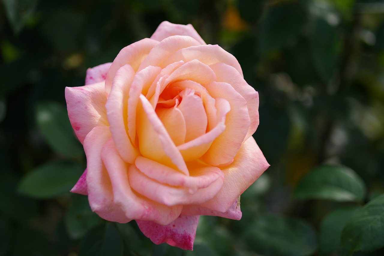 栃木県足利市のあしかがフラワーパークの花々