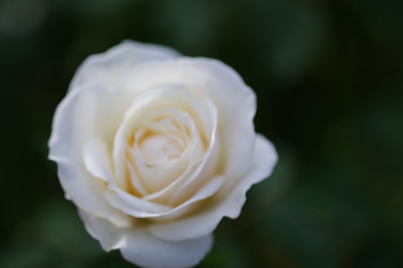 栃木県足利市のあしかがフラワーパークの花々