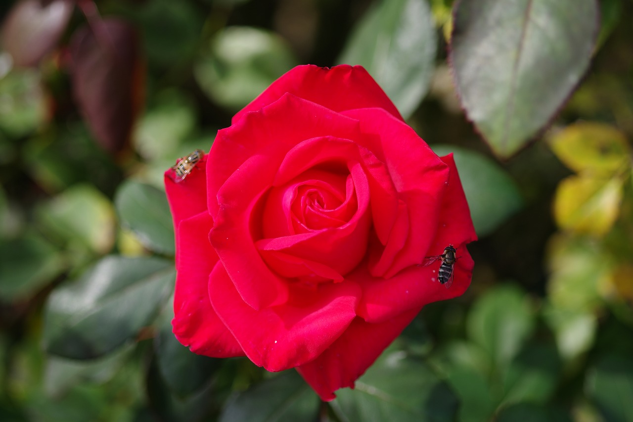 栃木県足利市のあしかがフラワーパークの花々