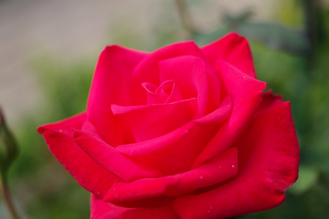 栃木県足利市のあしかがフラワーパークの花々