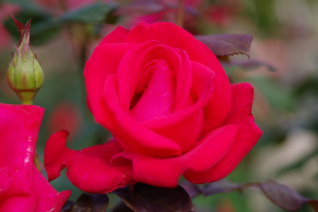 栃木県足利市のあしかがフラワーパークの花々