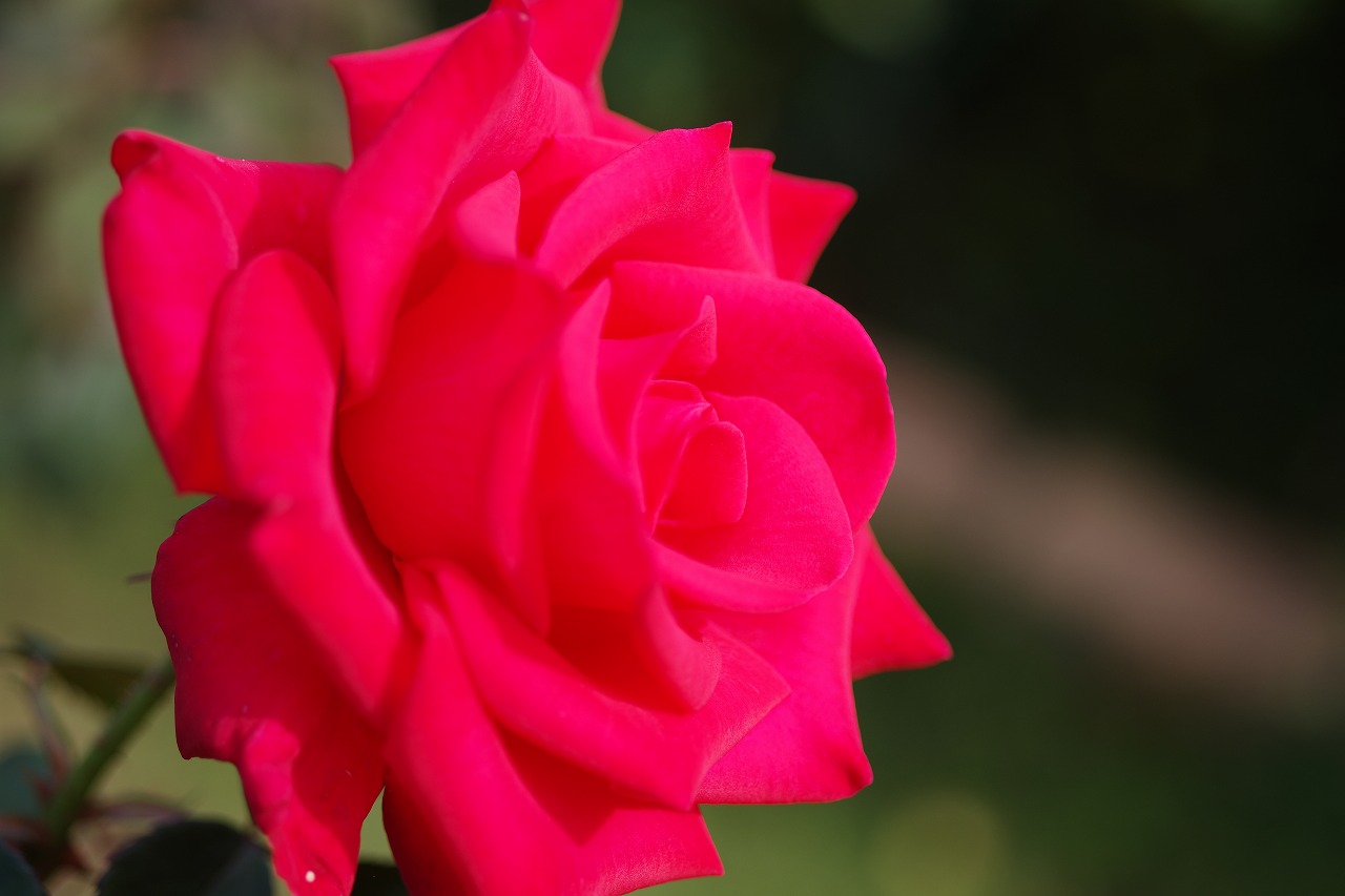 栃木県足利市のあしかがフラワーパークの花々