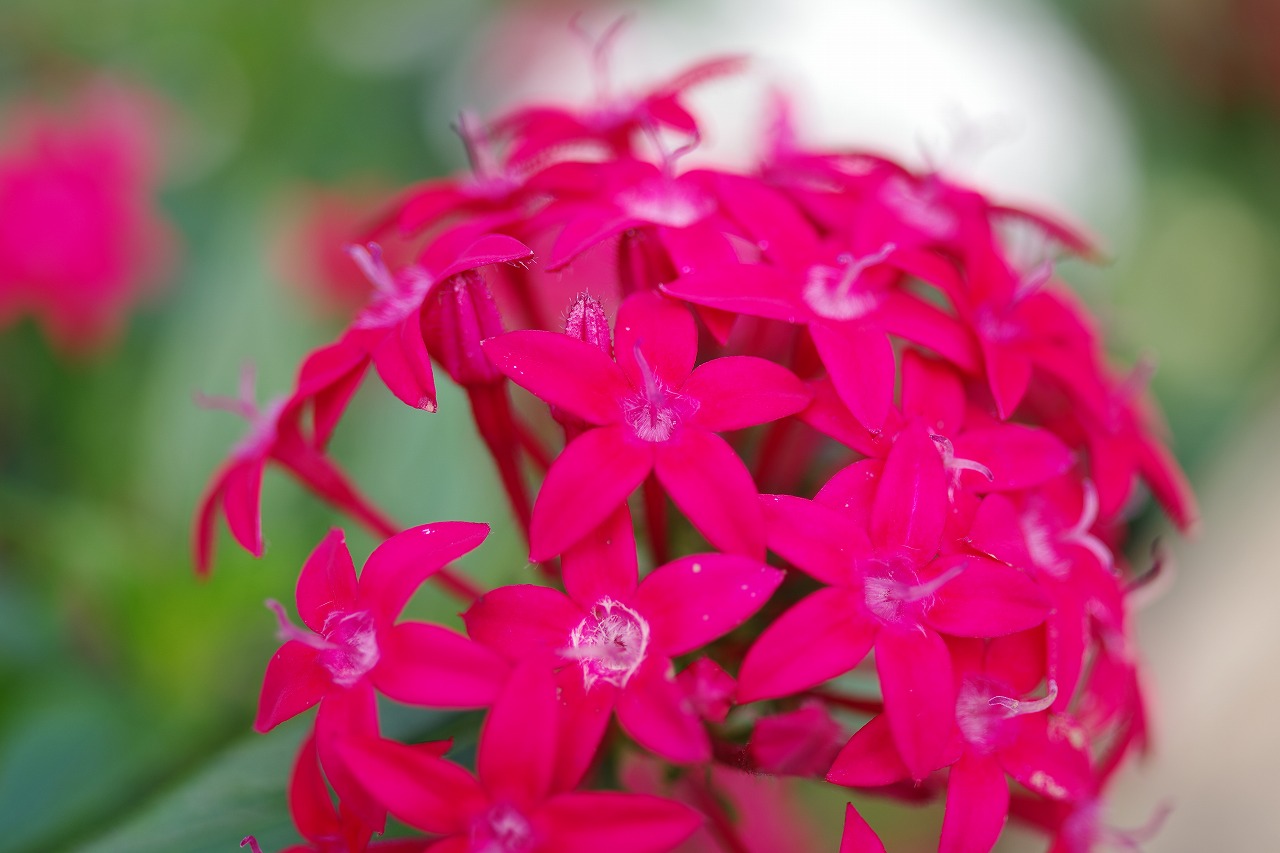 栃木県足利市のあしかがフラワーパークの花々
