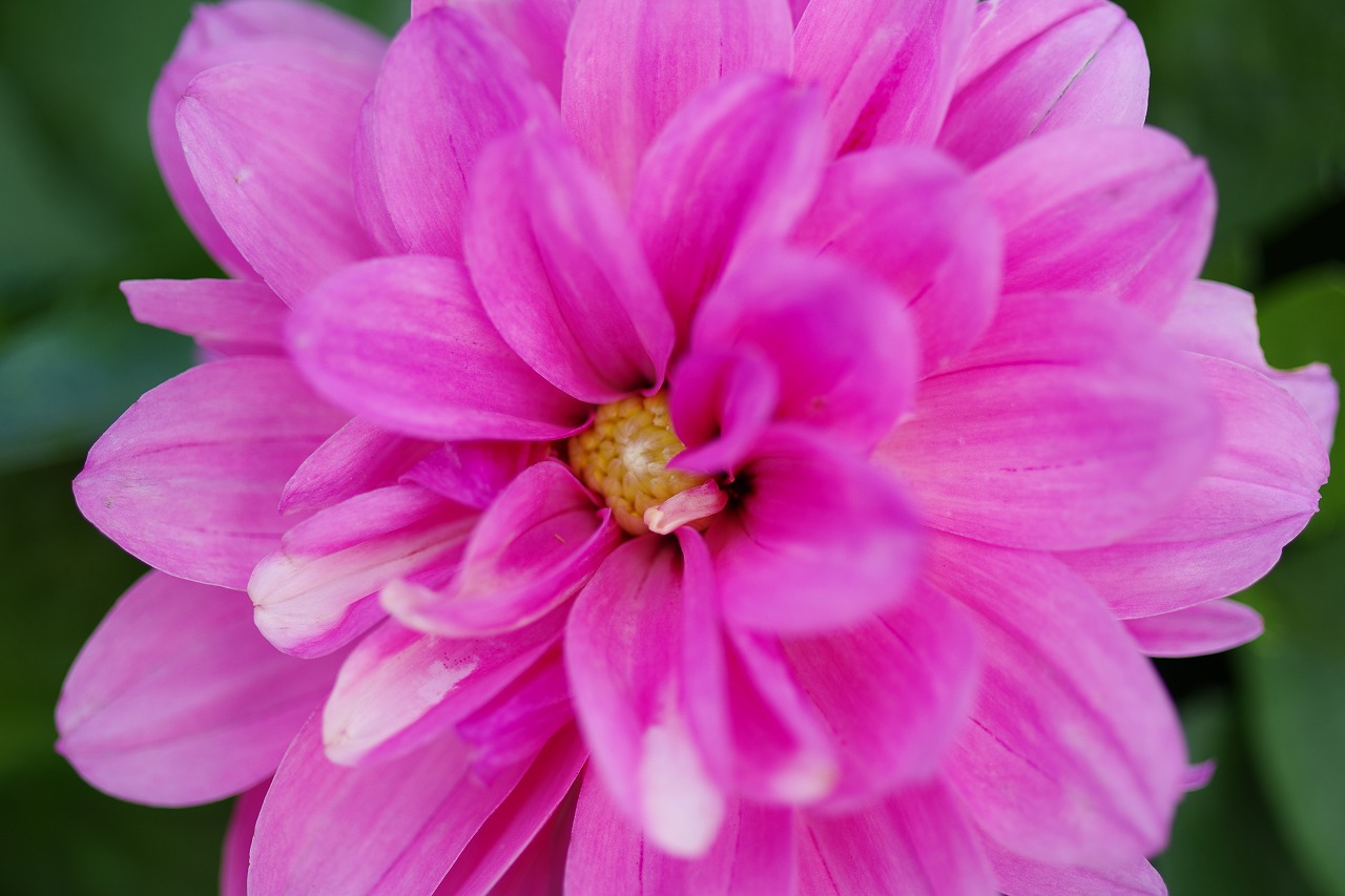 栃木県足利市のあしかがフラワーパークの花々