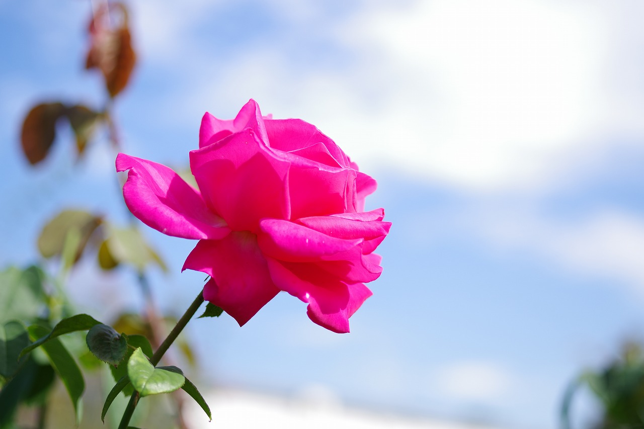 栃木県足利市のあしかがフラワーパークの花々