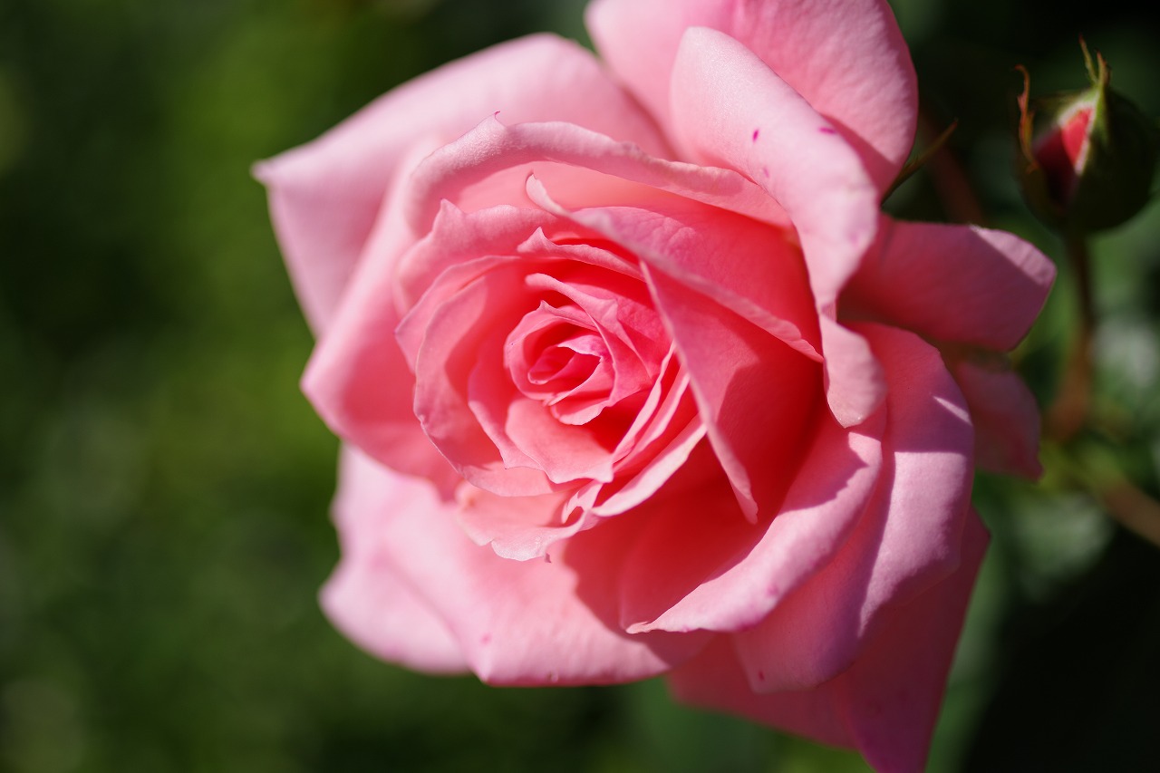 栃木県足利市のあしかがフラワーパークの花々