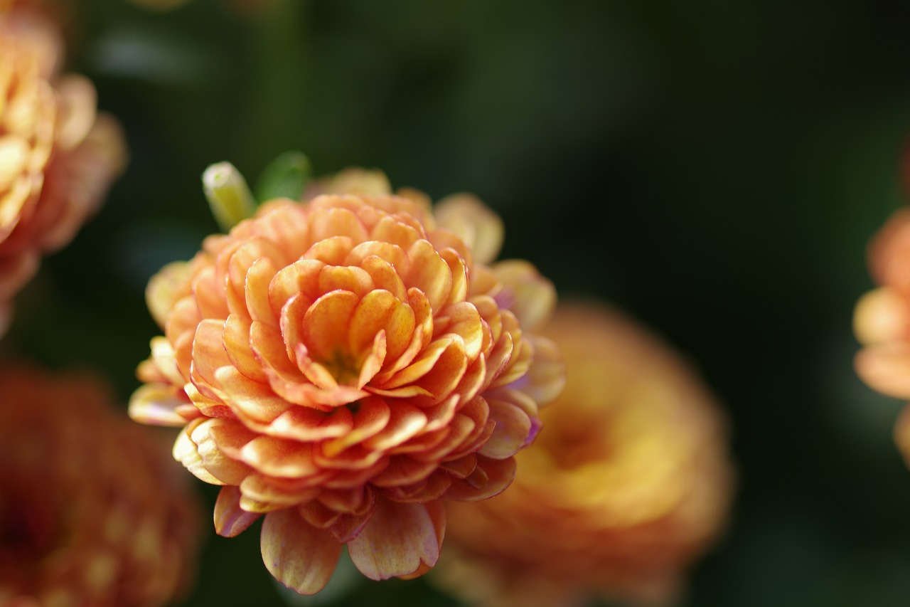 栃木県足利市のあしかがフラワーパークの花々