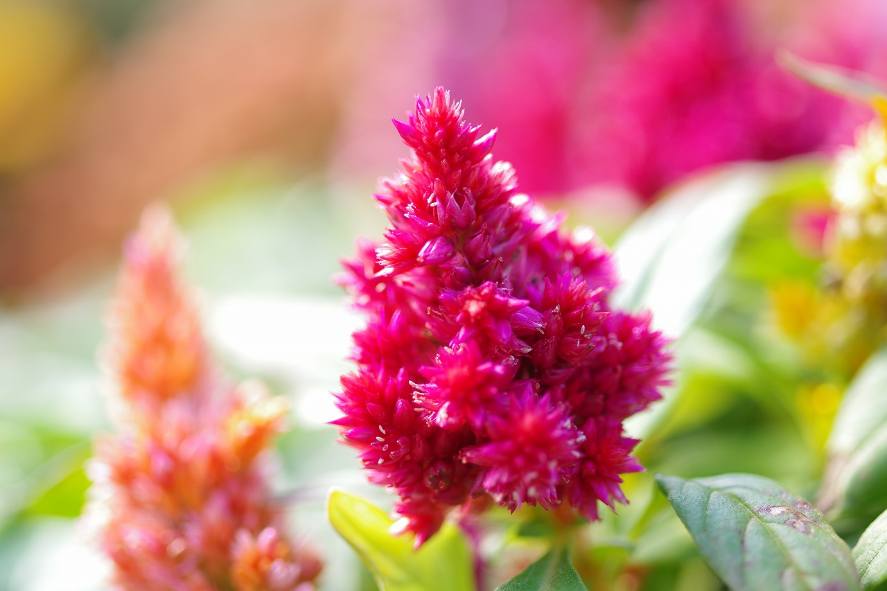 栃木県足利市のあしかがフラワーパークの花々