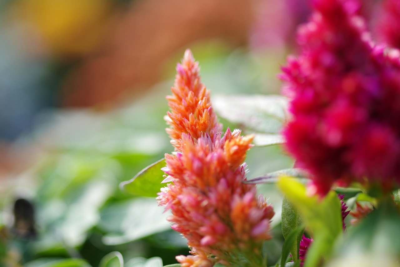 栃木県足利市のあしかがフラワーパークの花々