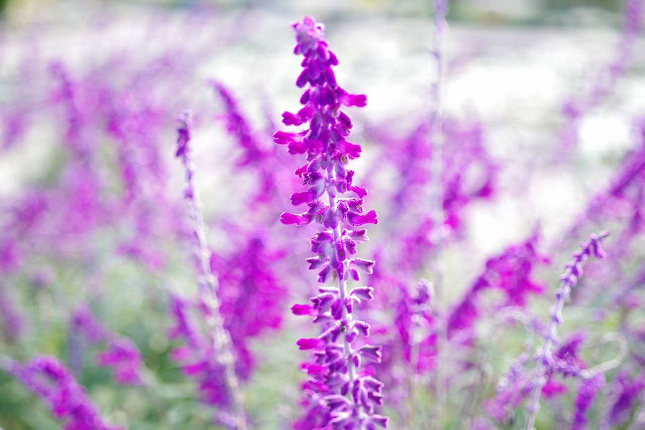 栃木県足利市のあしかがフラワーパークの花々