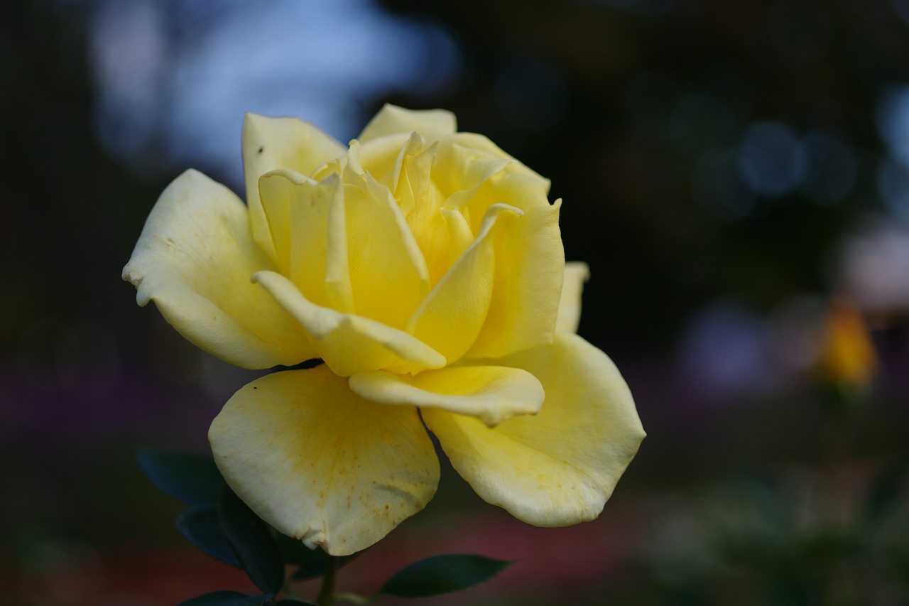 栃木県足利市のあしかがフラワーパークの花々