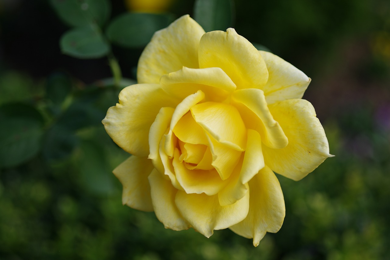 栃木県足利市のあしかがフラワーパークの花々