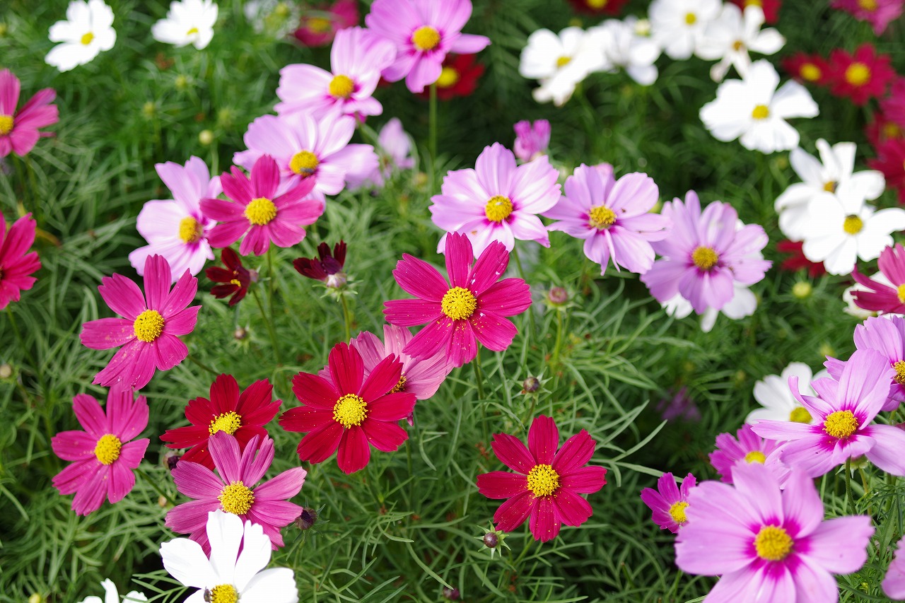 栃木県足利市のあしかがフラワーパークの花々