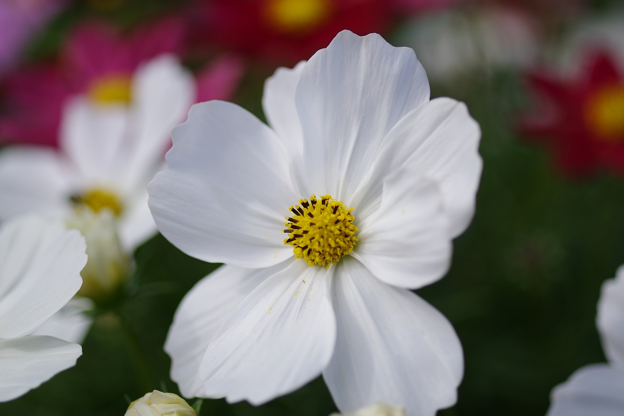 栃木県足利市のあしかがフラワーパークの花々