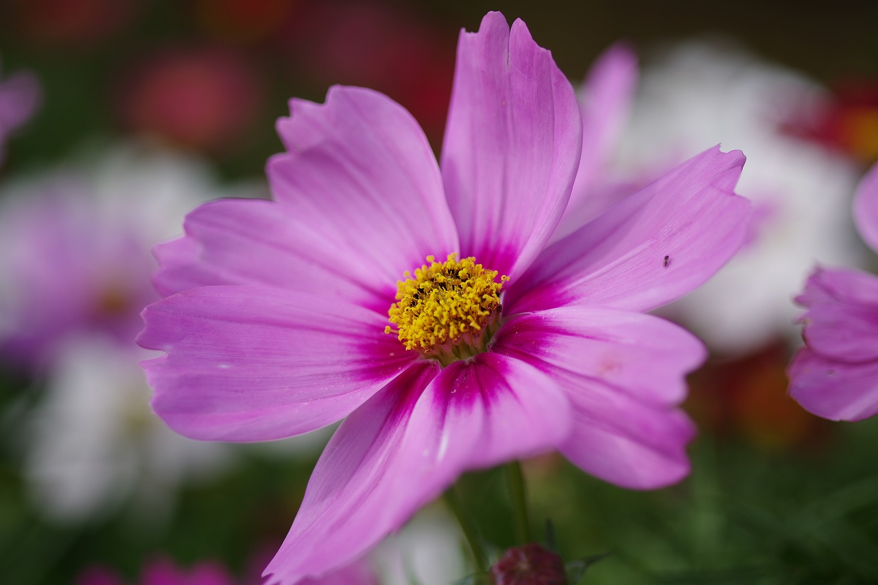 栃木県足利市のあしかがフラワーパークの花々