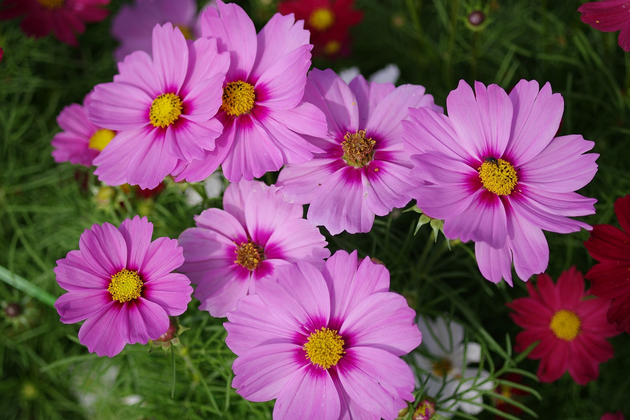 栃木県足利市のあしかがフラワーパークの花々