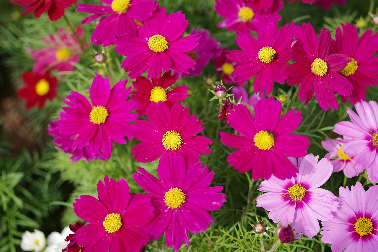 栃木県足利市のあしかがフラワーパークの花々