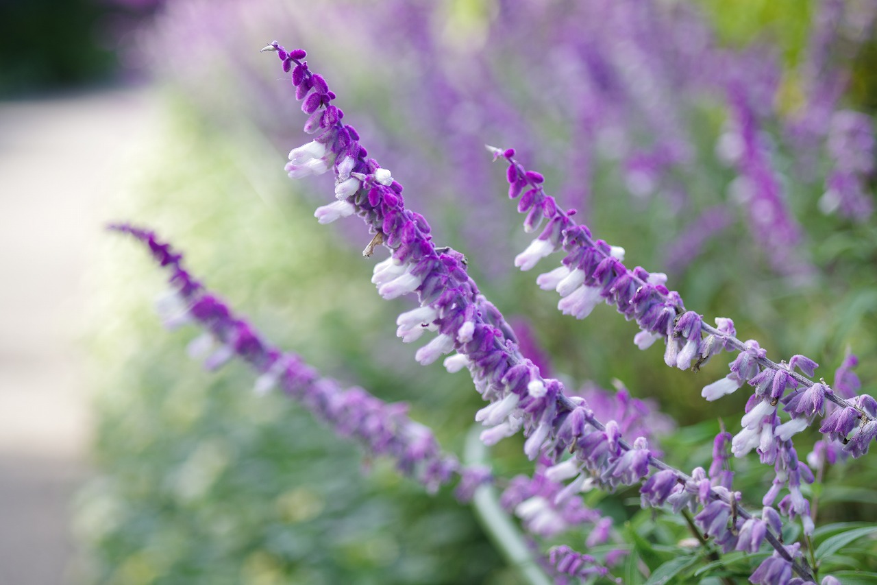 栃木県足利市のあしかがフラワーパークの花々