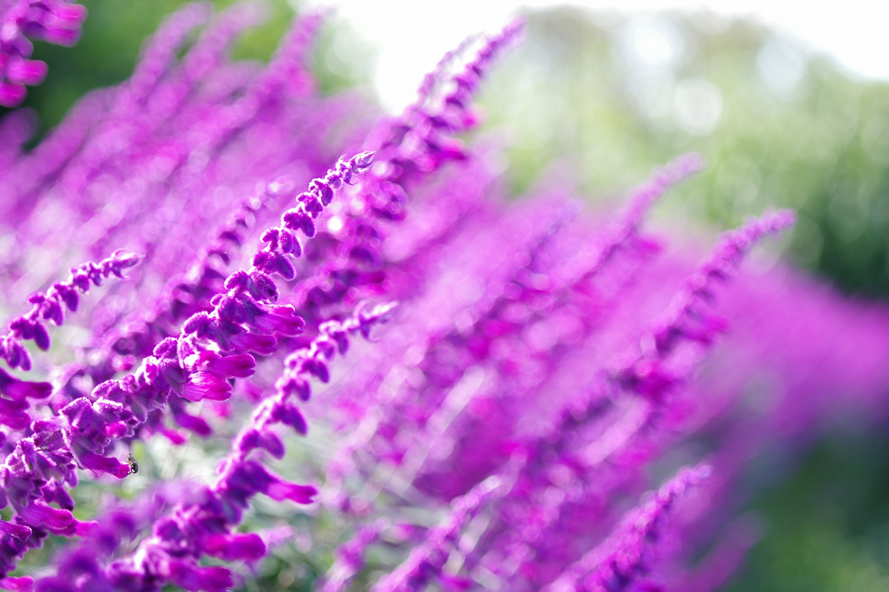 栃木県足利市のあしかがフラワーパークの花々