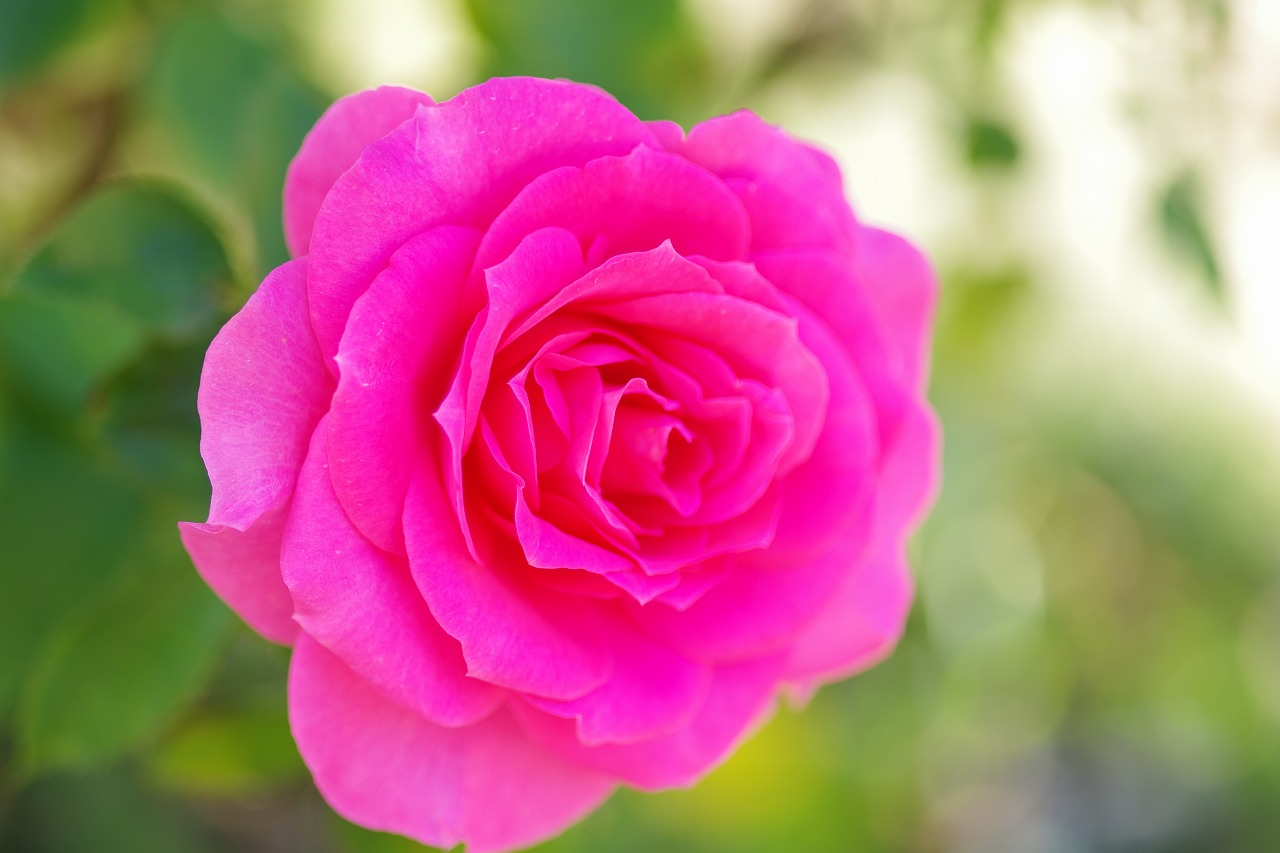 栃木県足利市のあしかがフラワーパークの花々