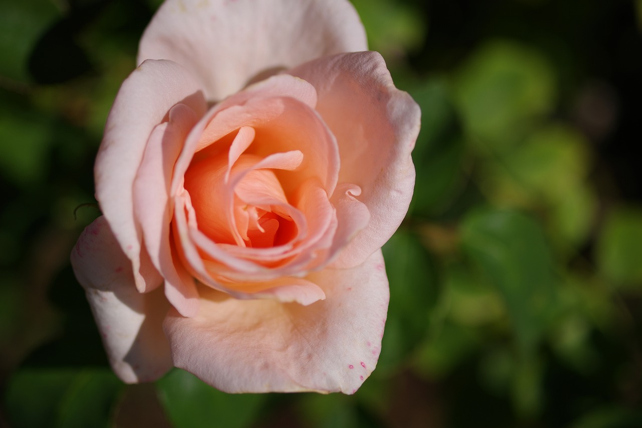栃木県足利市のあしかがフラワーパークの花々