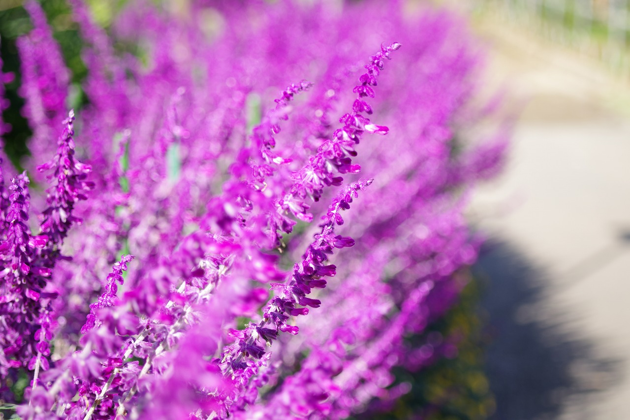 栃木県足利市のあしかがフラワーパークの花々