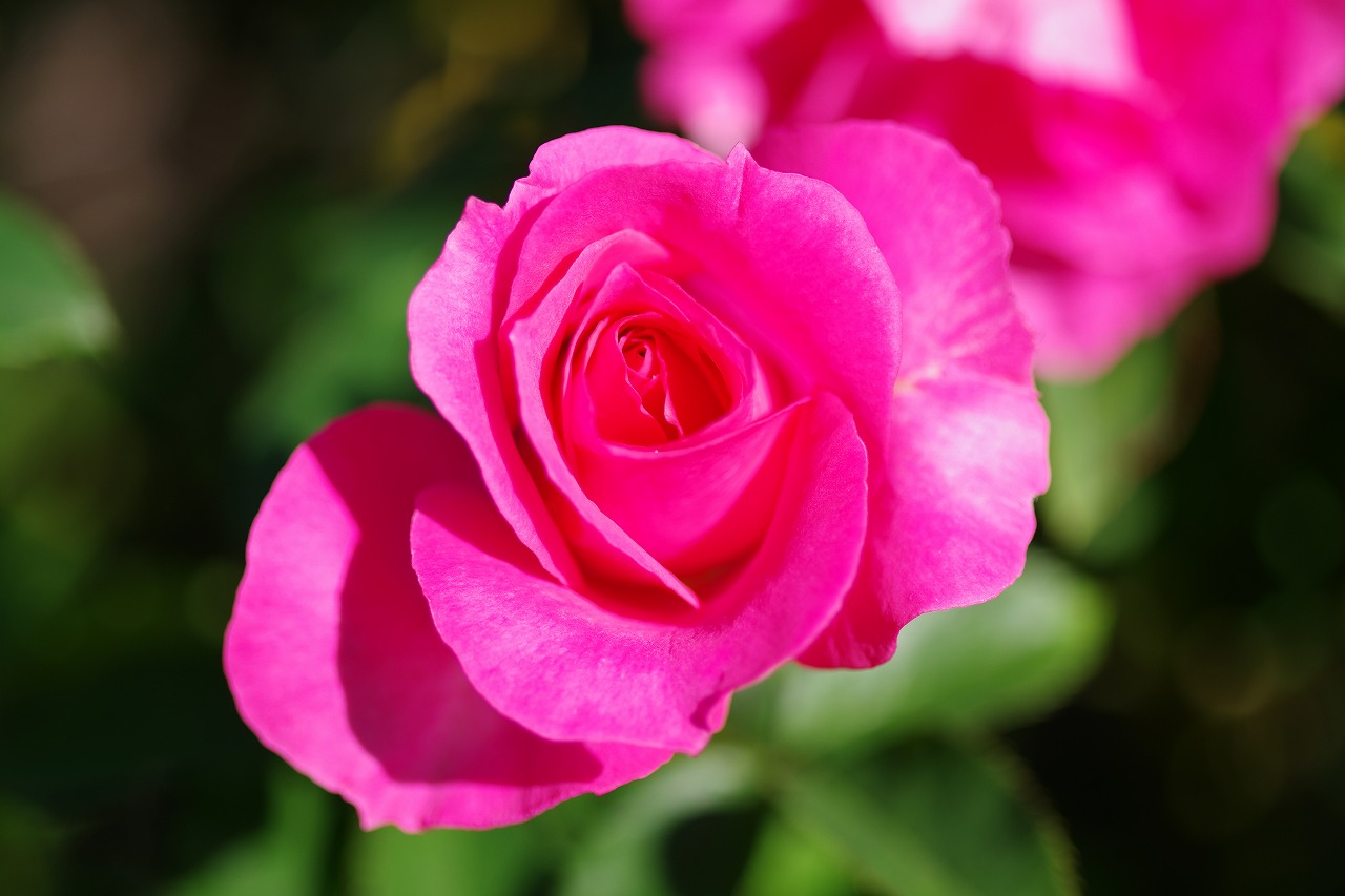 栃木県足利市のあしかがフラワーパークの花々