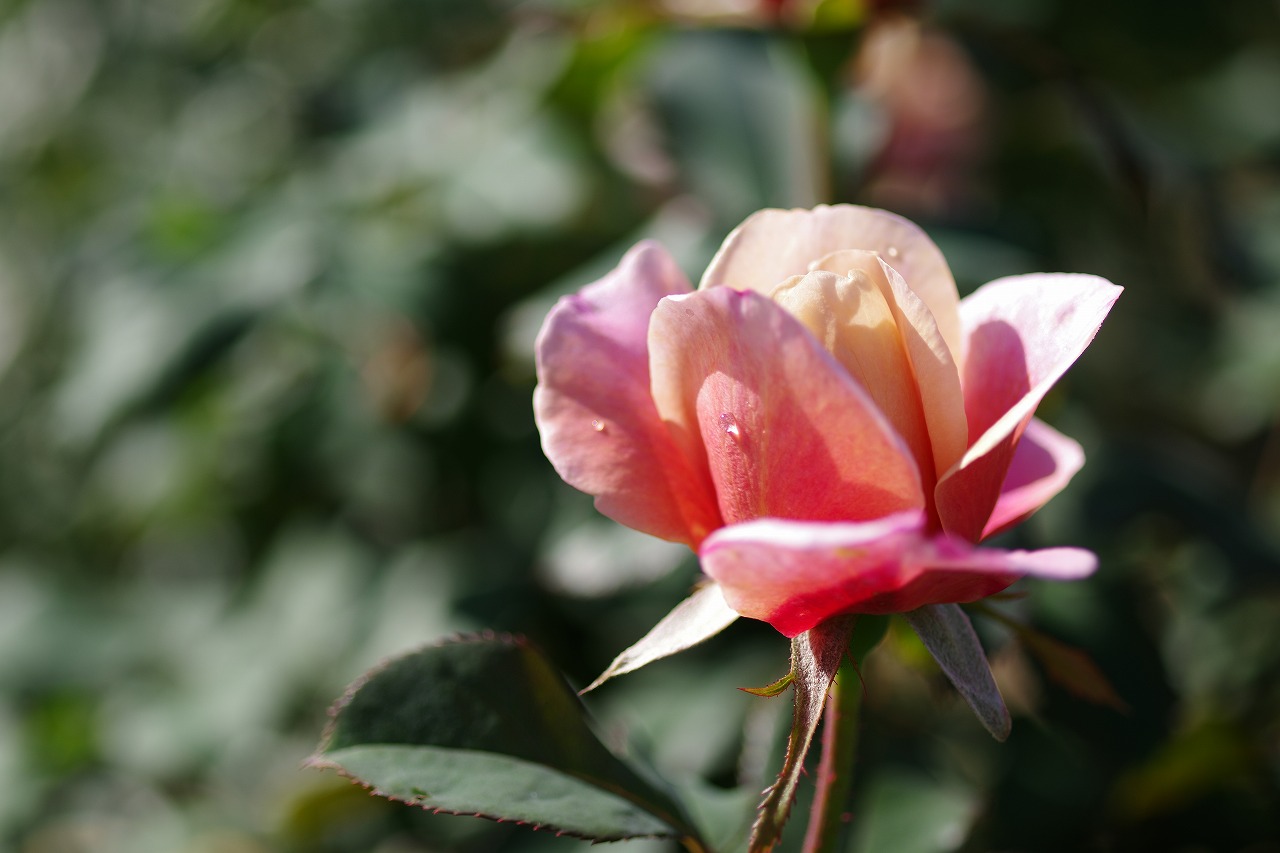 栃木県足利市のあしかがフラワーパークの花々